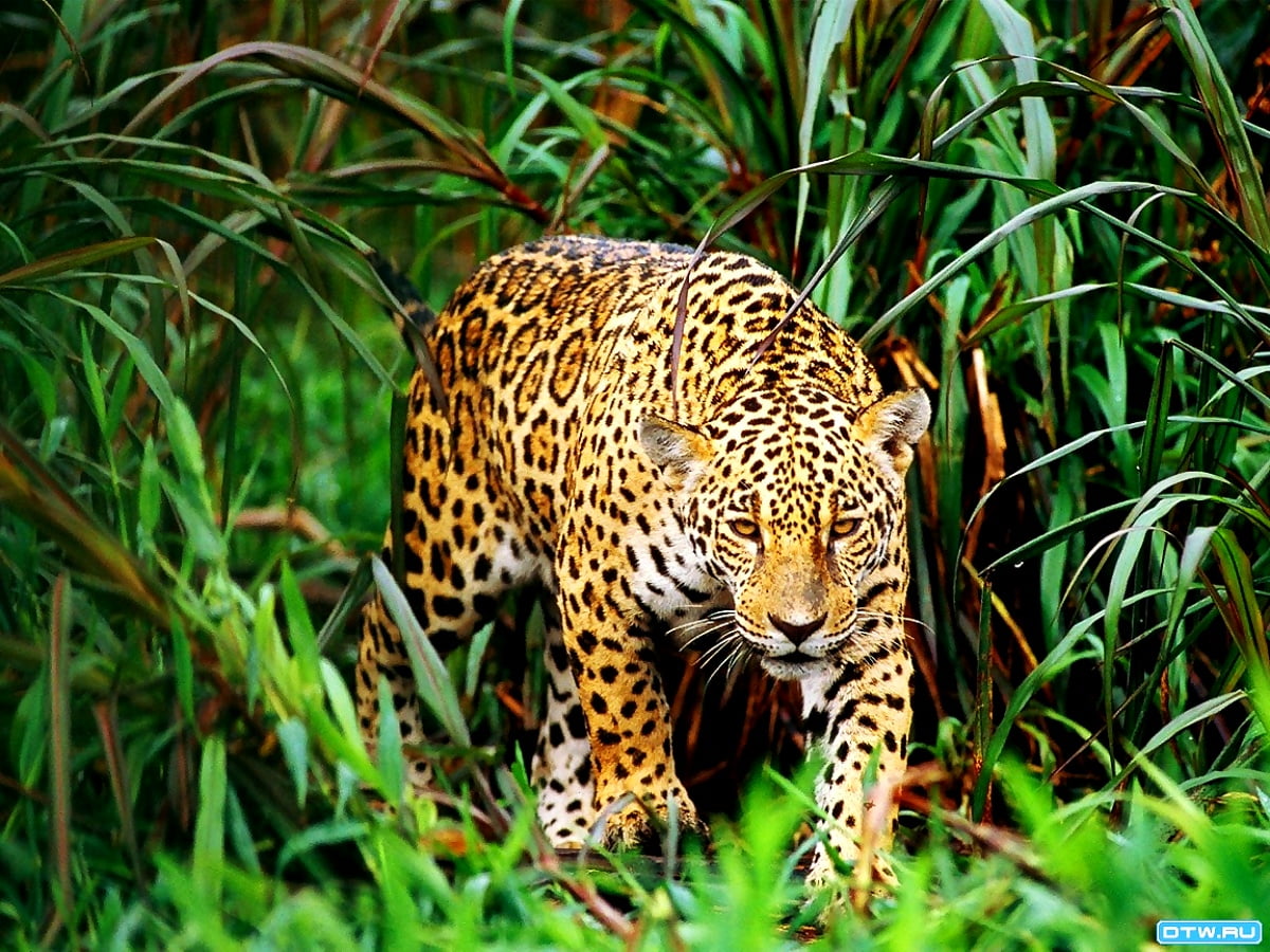 Leopard im Gras - kostenlose Hintergrundbild