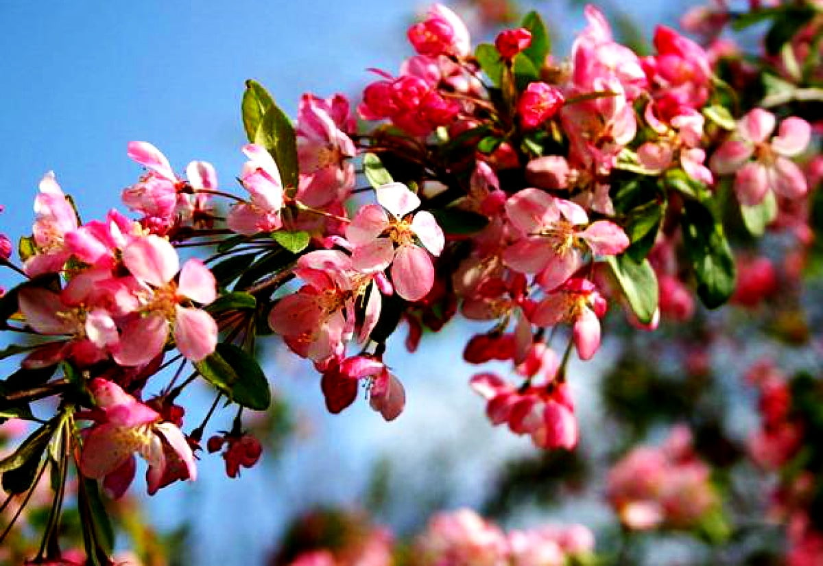 Hintergrund / Blumen, Frühling, blühen, Judasbäume, Berberitzen 1600x1100
