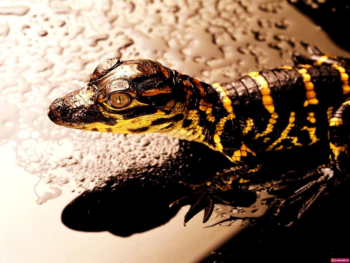 Toddmomy 3D Felsenterrarium Hintergrund – Natürlicher Dekor Für Bartagamen, Geckos & Mehr