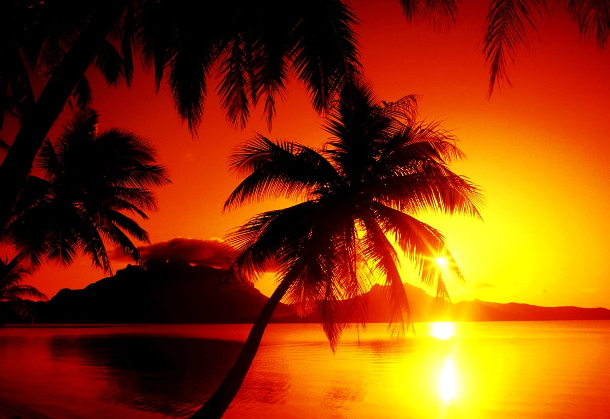 Sonnenuntergang über Strand neben Palme — Hintergrundbilder