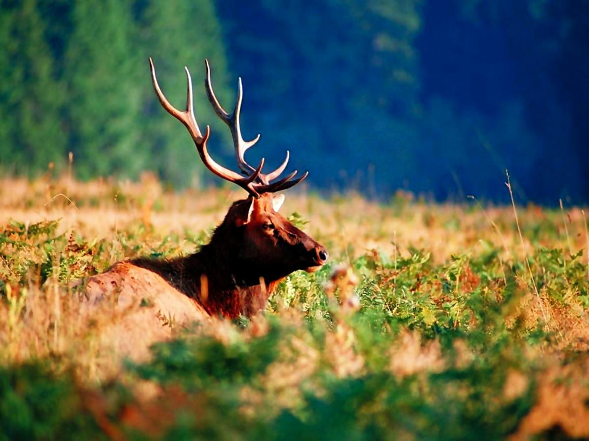Hintergrundbild Tierwelt Wapiti Geweih TOP Kostenlose Hintergrundbilder