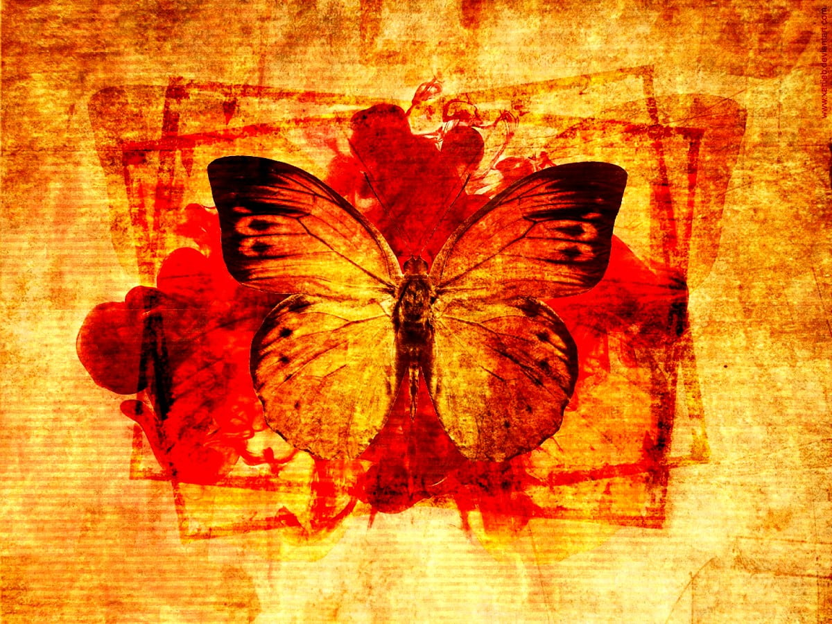 Wallpaper — Schmetterling, Insekten, orange, Symmetrie, Tiere 1600x1200
