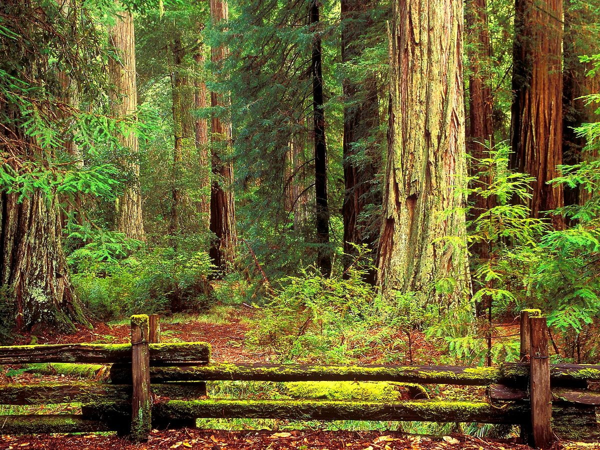 Holzbank mitten im Wald sitzend - Hintergrundbild