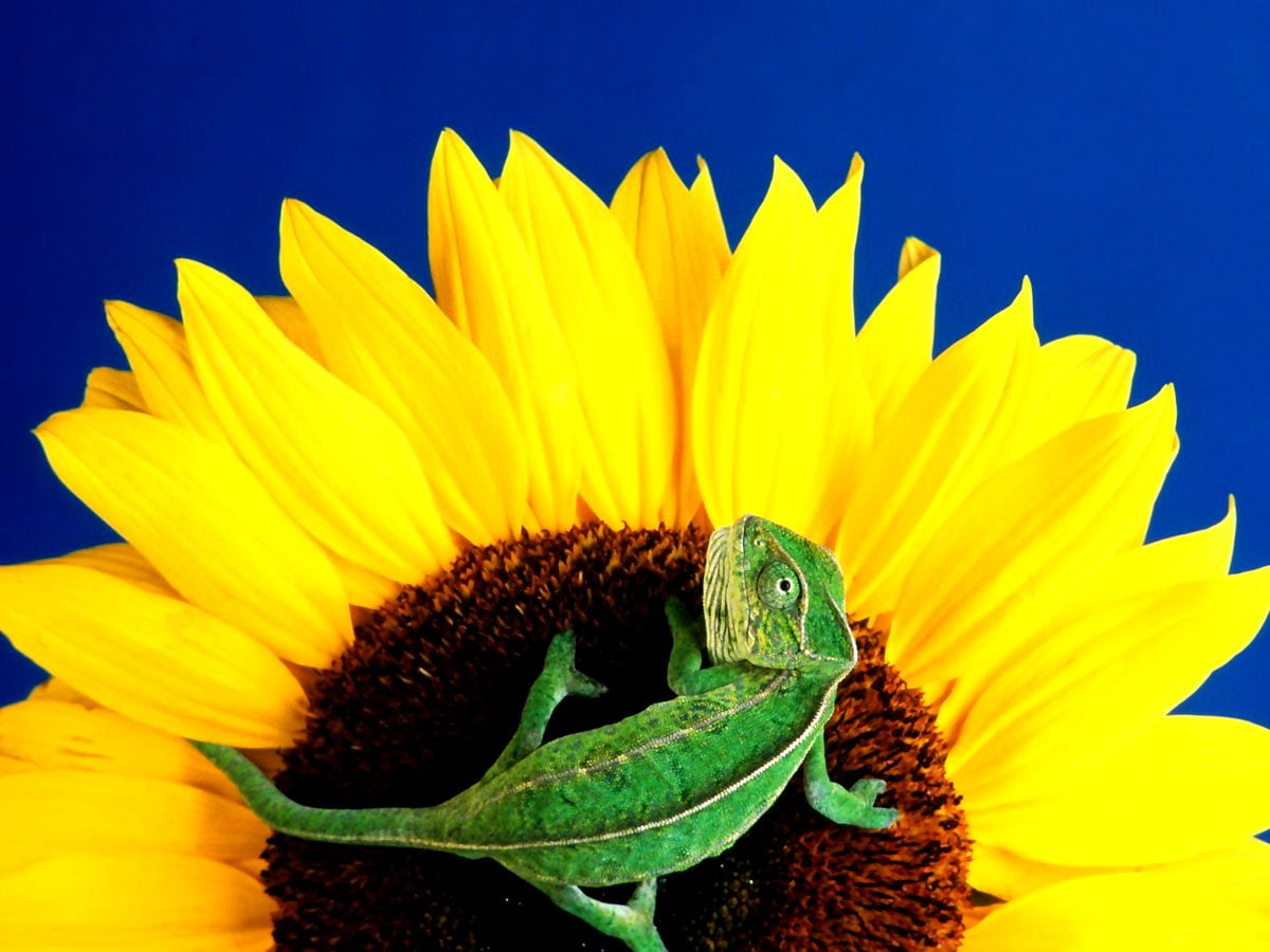 Sonnenblume, Reptil, Blumen, gelbe, Tiere / Hintergrundbild 1600x1200