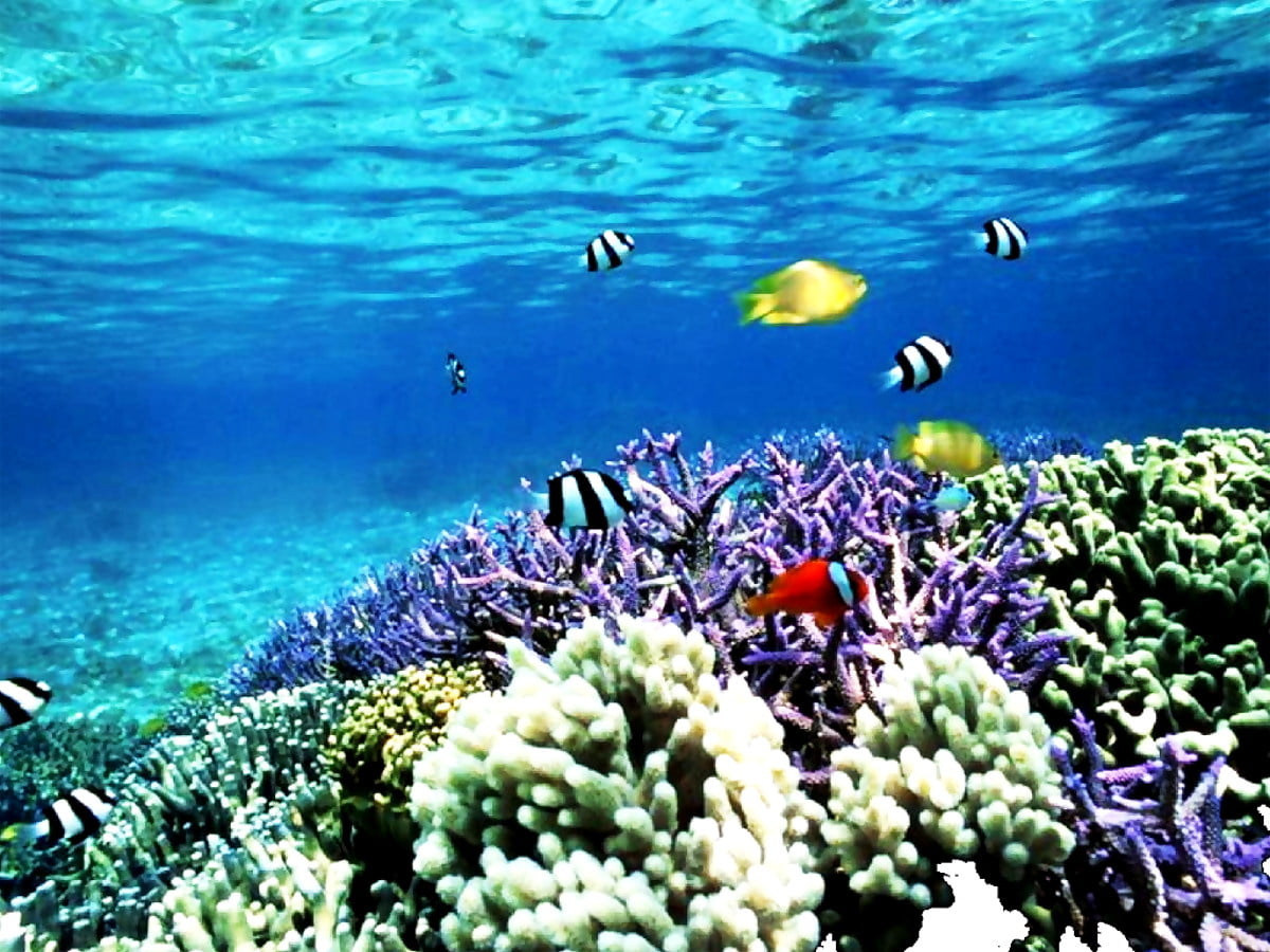 160  Hintergrundbilder PC Korallenriff | Kostenlose wallpapers