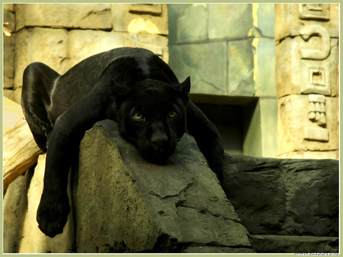 Schwarze Katzen-Skulptur Aus Harz - Handgeschnitzte Dekofigur Für Zuhause
