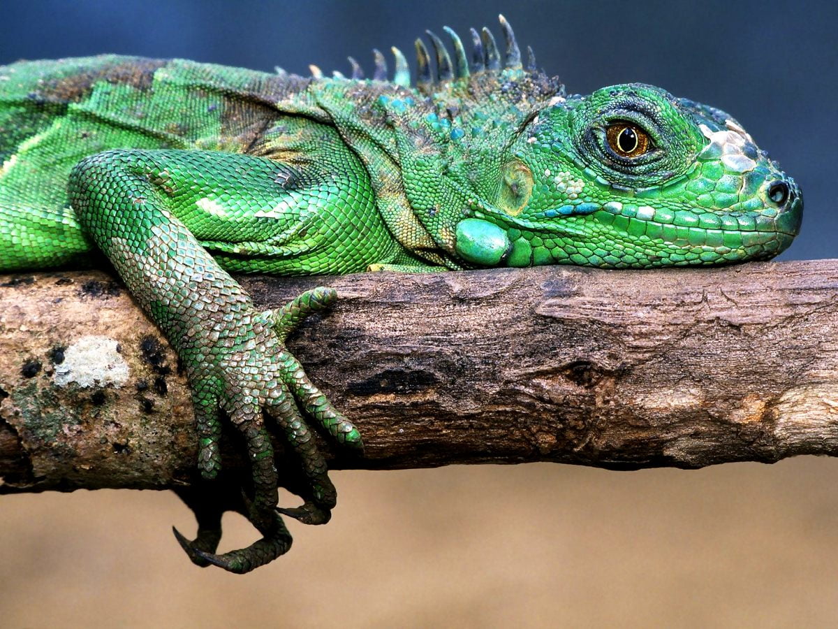 Toddmomy 3D Felsenterrarium Hintergrund – Natürlicher Dekor Für Bartagamen, Geckos & Mehr