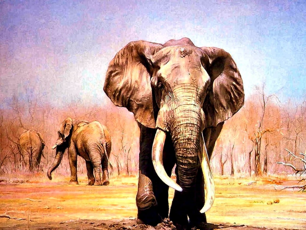 Elefantenbaby, das entlang der unbefestigten Straße geht / kostenlose Hintergrund