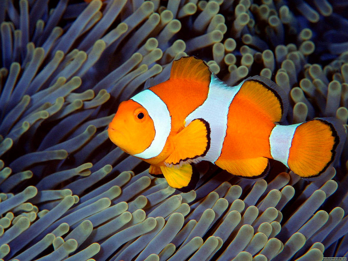 Hintergrundbild Fisch, Riff, Aquarium 🔥 Beste kostenlose Hintergründe
