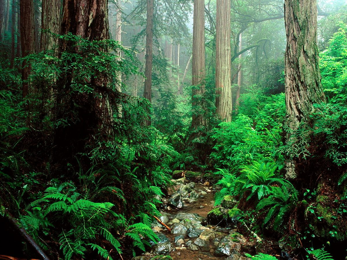 Baum im Wald — Hintergrundbild (1600x1200)