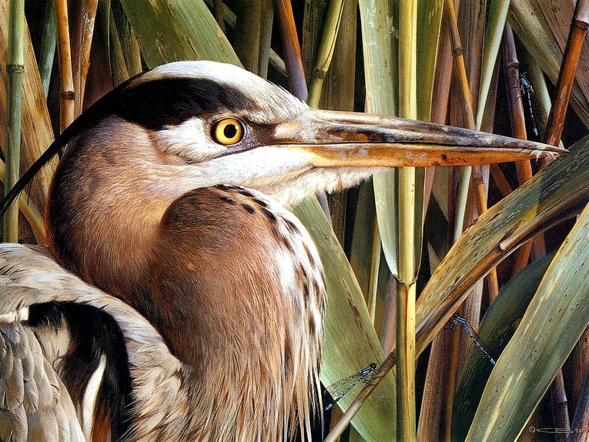 1600x1200 Hintergrundbild : Vogel, atemberaubende Fotos, Nordamerikanische Rohrdommel, Reiher, Tiere