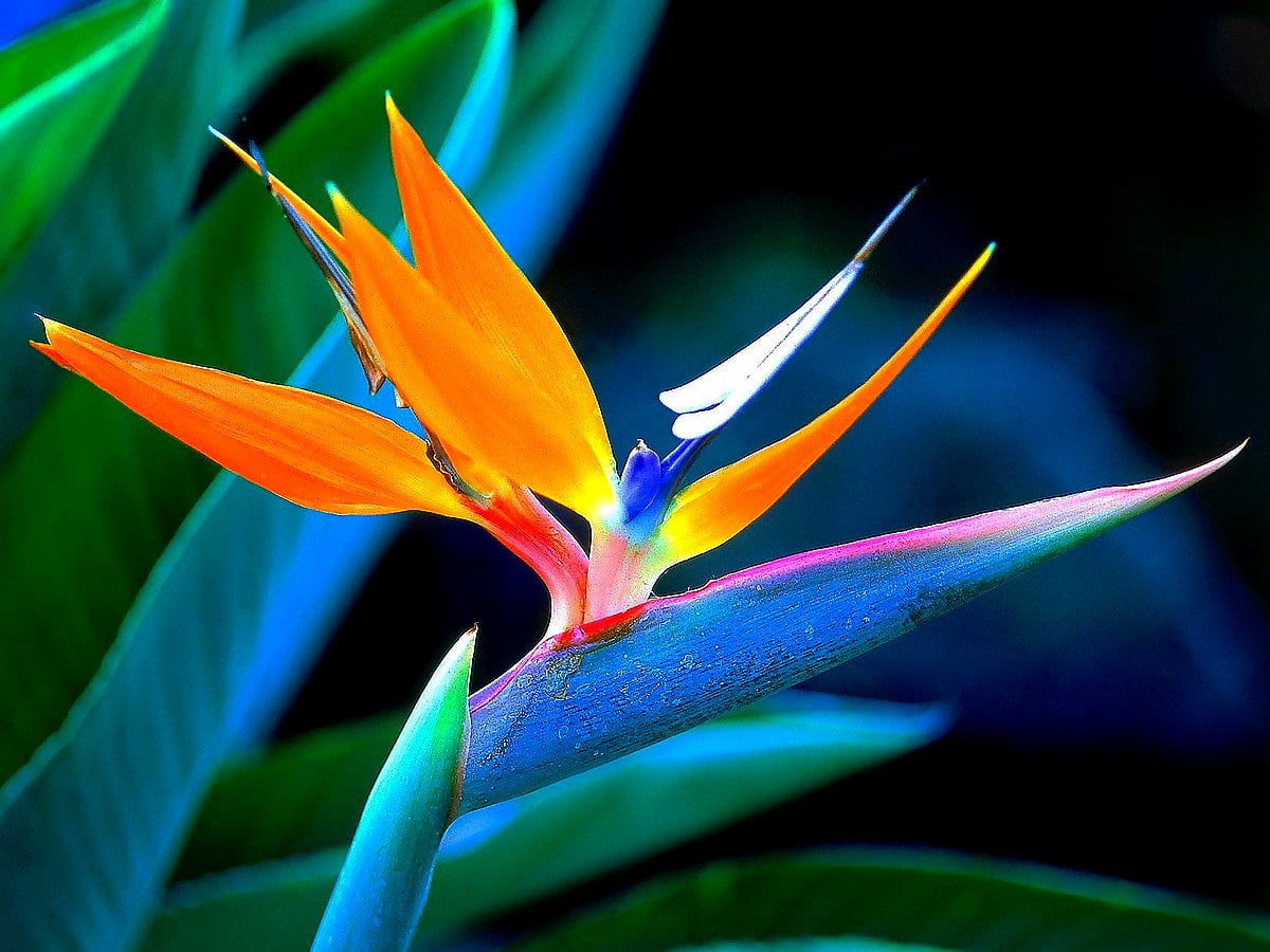 Blumen, Paradiesvogel, Helikonien, Blütenblatt, Makro — kostenlose Hintergrundbild (1600x1200)