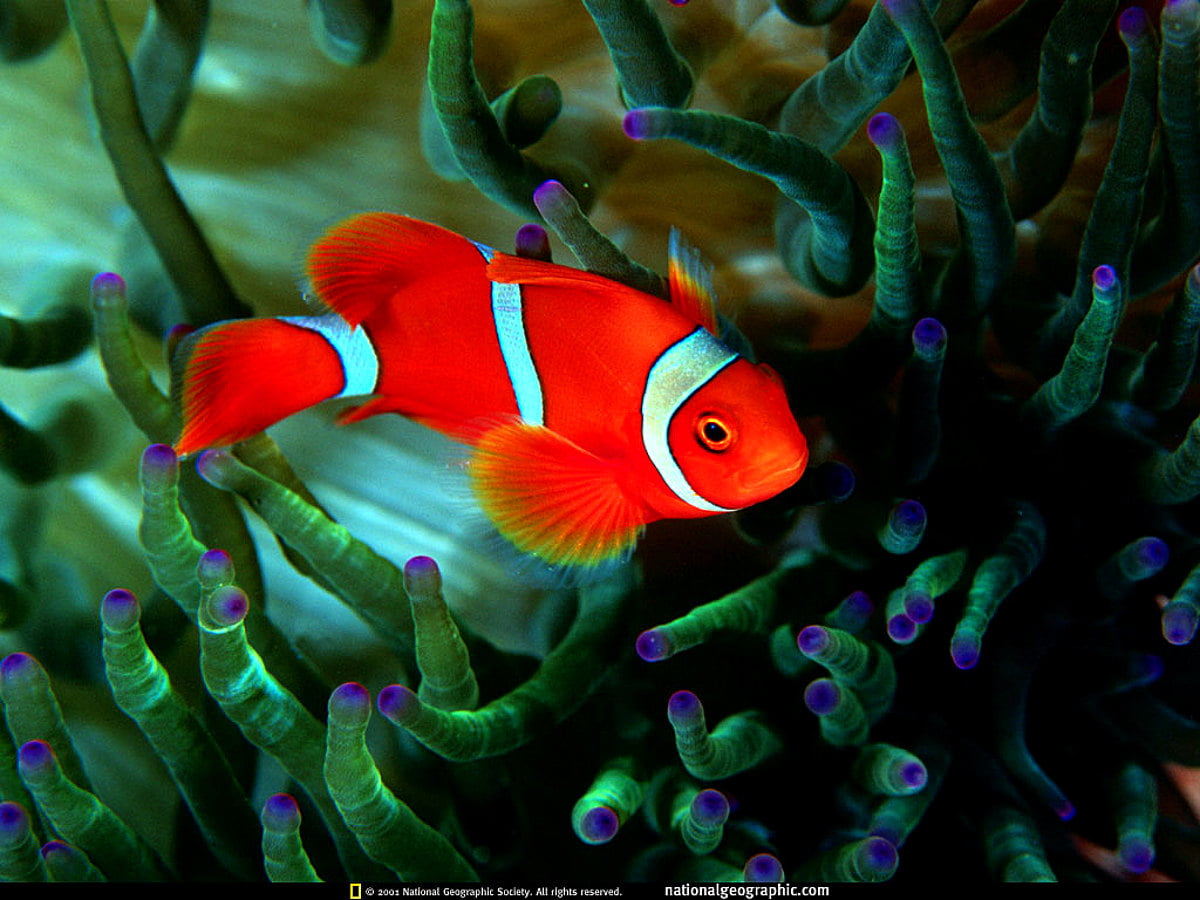 Bild National Geographic, Fisch, Anemonenfisch 🔥 Beste freie Bilder