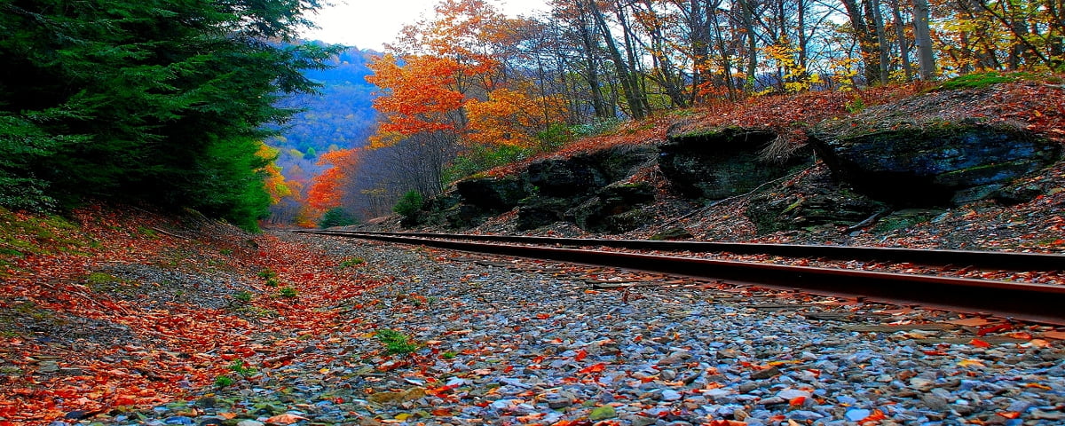 Zug fährt Bahngleise in der Nähe von Wald - kostenlose Hintergrundbild