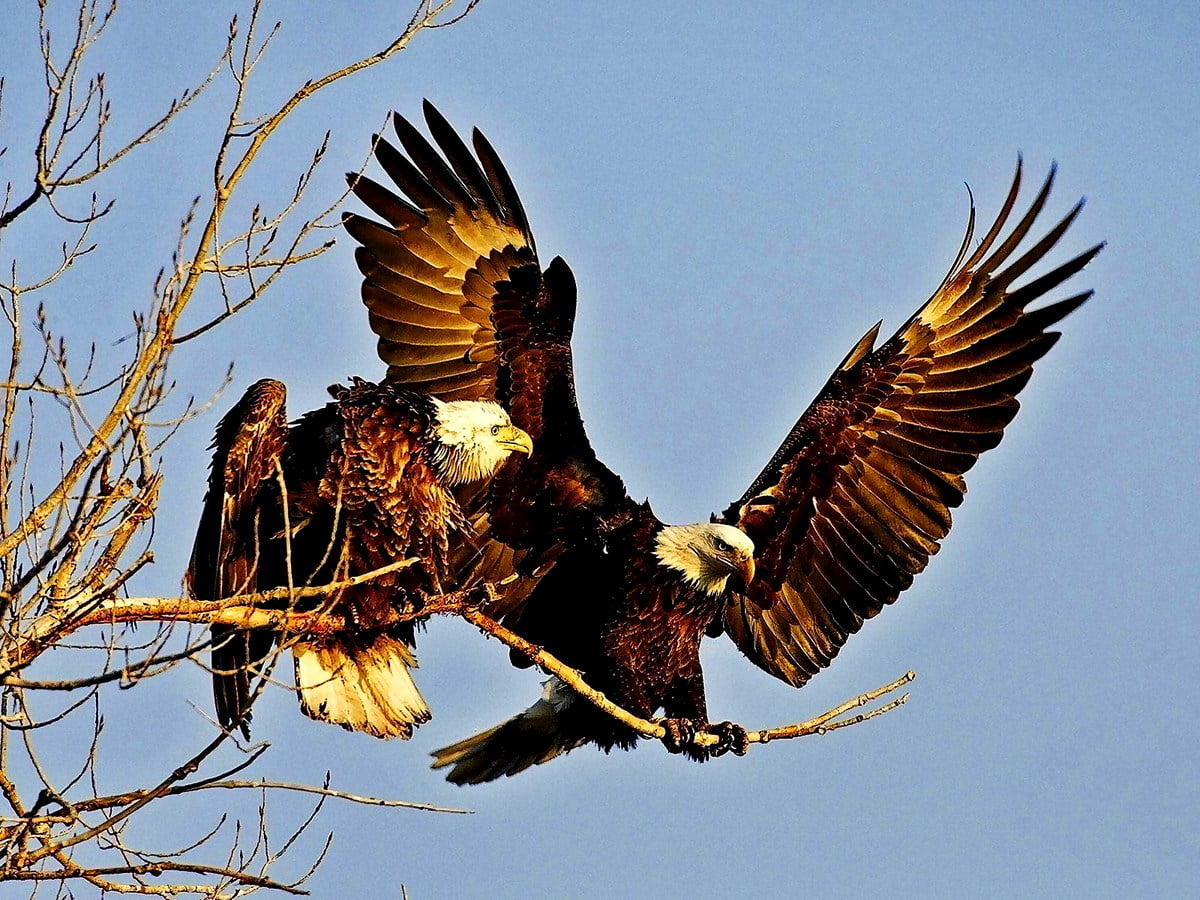 Vogel, Adler, Raubvogel Hintergrund | TOP kostenlose Hintergründe