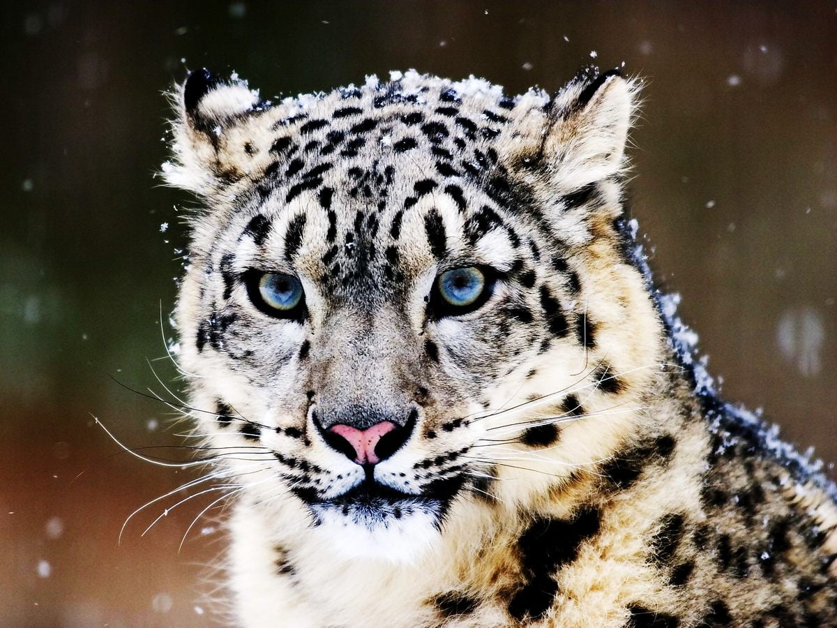 Katze auf Leopard : HD Hintergrundbild (1600x1200)