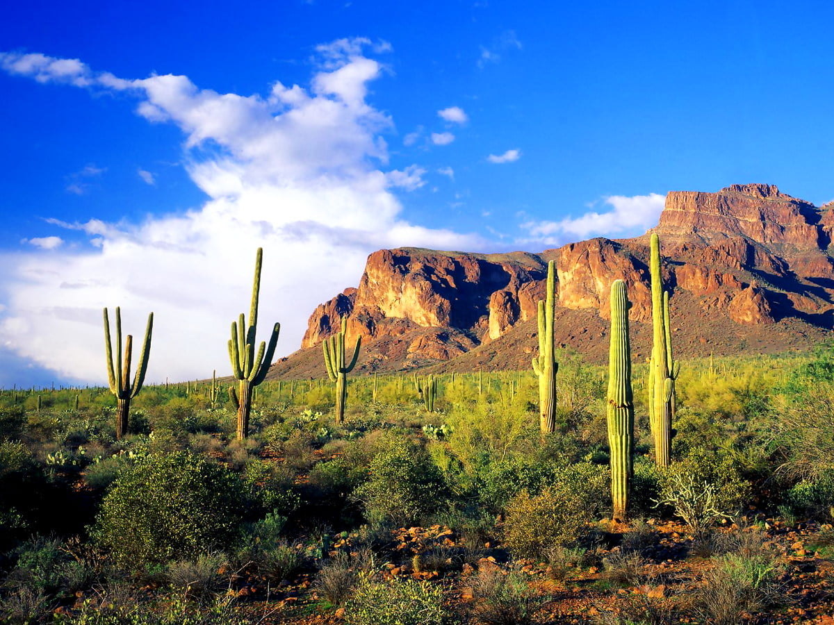 h-bsches-tonto-national-forest-sommer-saguaro-bild-download-top