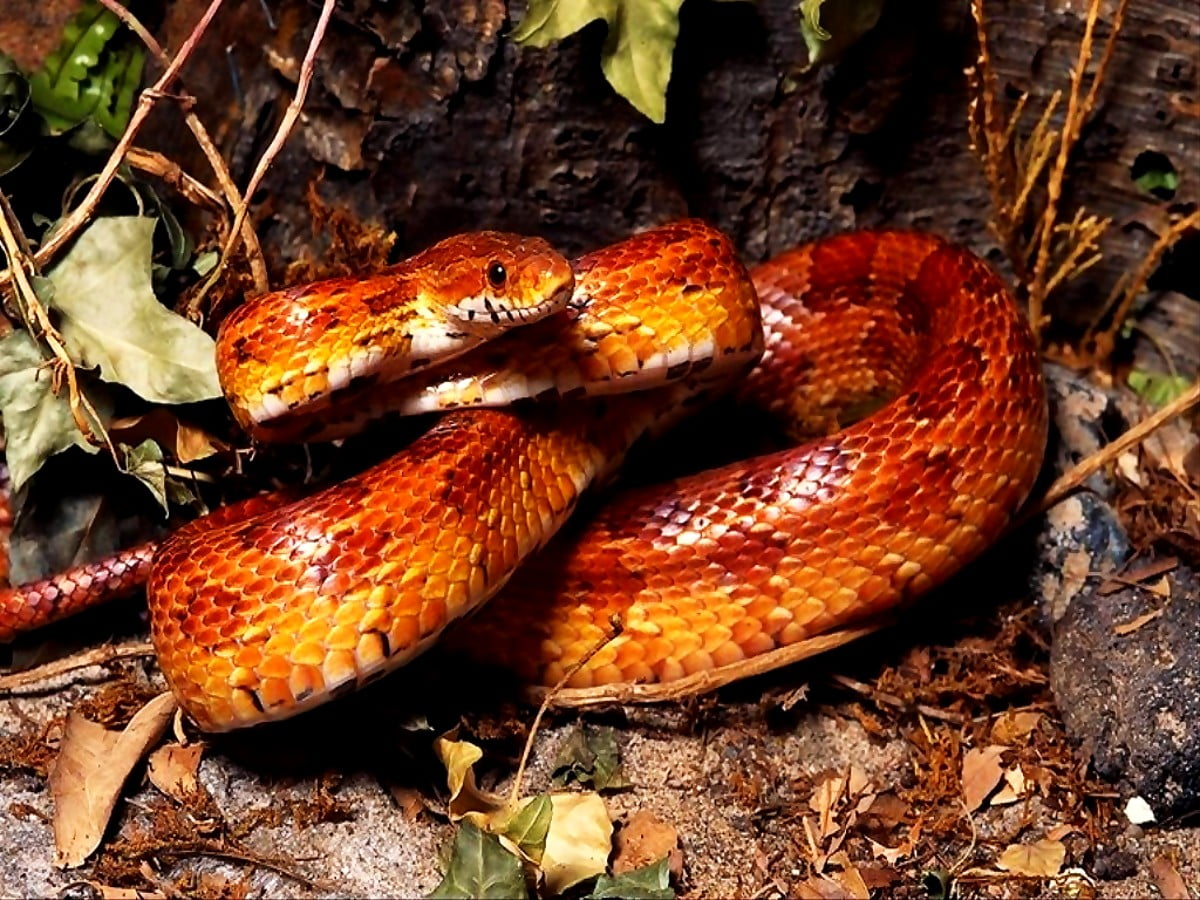 Hübsches Wallpaper Schlange, Reptil, Tiere 🔥 Beste kostenlose Fotos