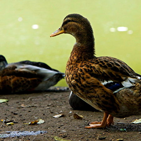 Stockente Hintergrundbilder HD Kostenlose Bilder