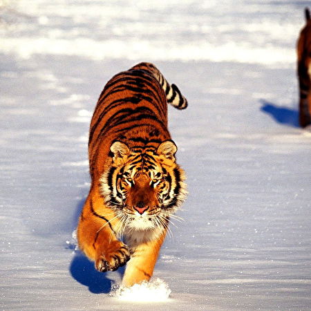 Bengalischer Tiger: 105+ Hintergrundbilder