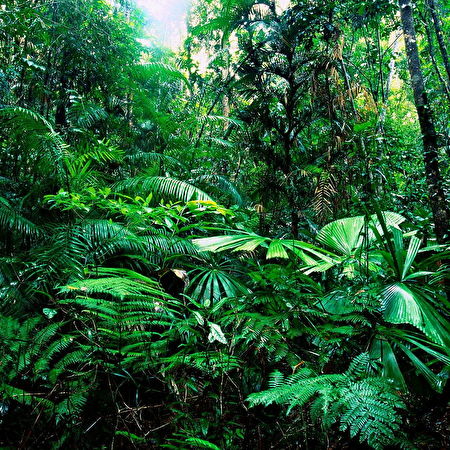 Dschungel: 150+ Hintergrundbilder