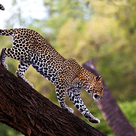 Leopard: 45+ Hintergrundbilder