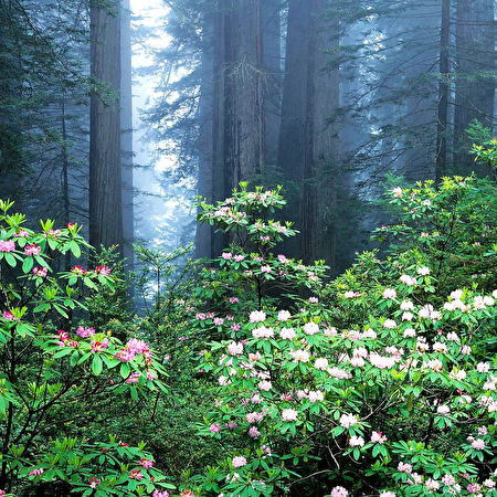 Pazifischer Rhododendron: 4 Hintergrundbilder