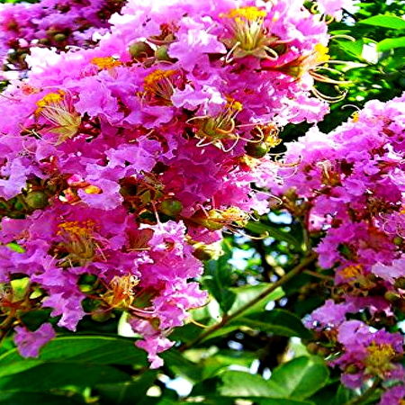 Rhododendron catawbiense: 3 Hintergrundbilder