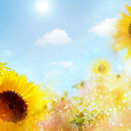 Sonnenblume: 100+ Hintergrundbilder