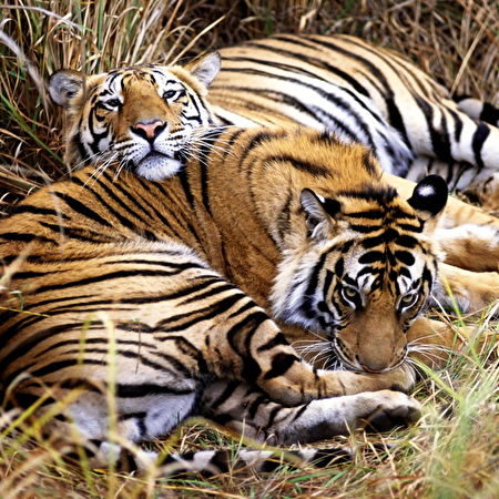 Tiger: 105+ Hintergrundbilder